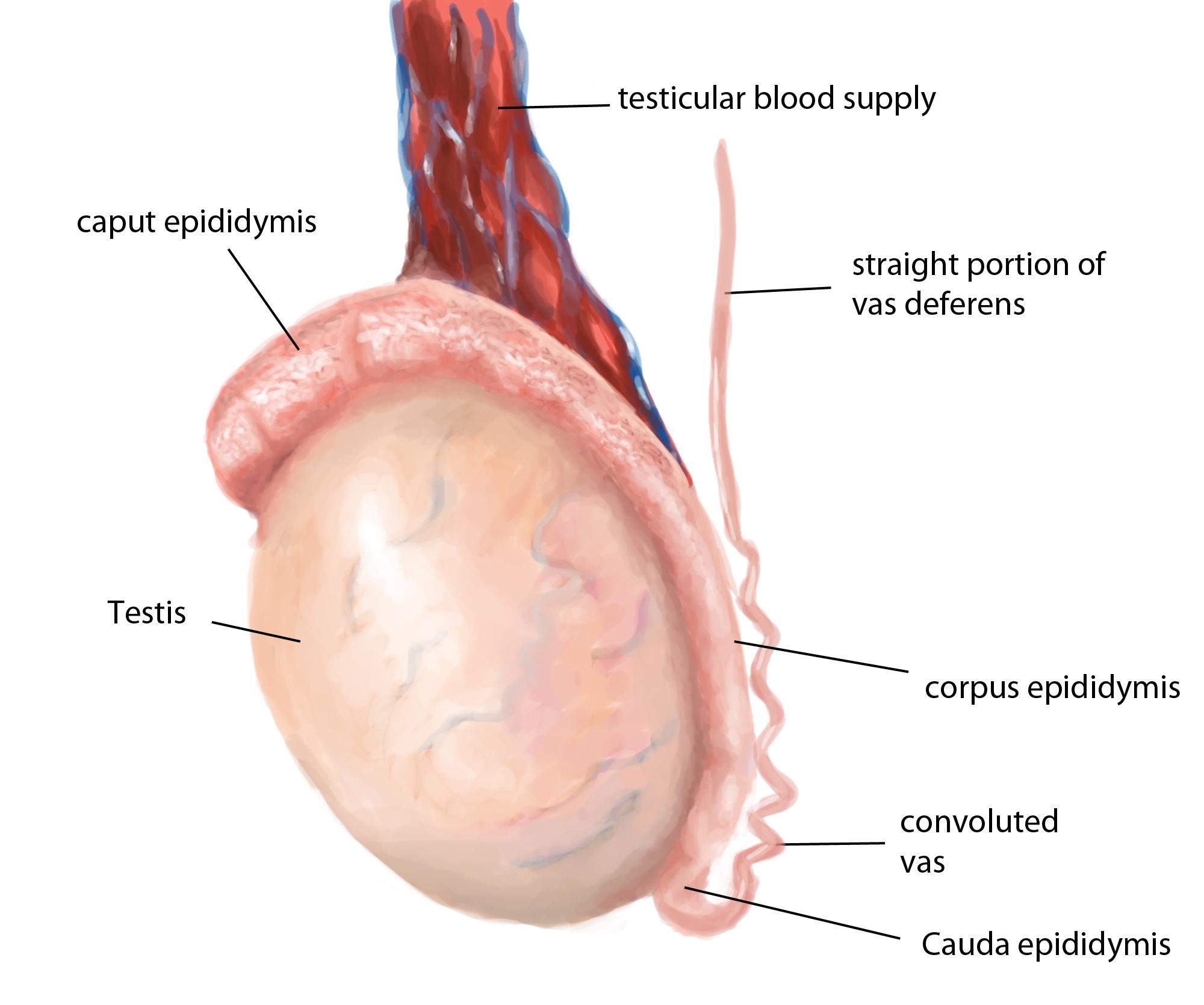 the-part-of-the-male-reproductive-system-which-connects-testis-with